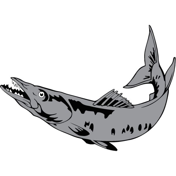 barracuda1 Thumbnail
