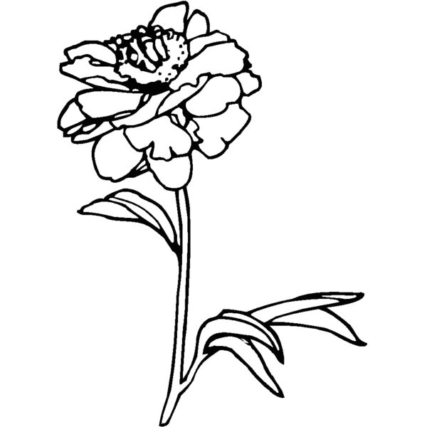 peonies Thumbnail
