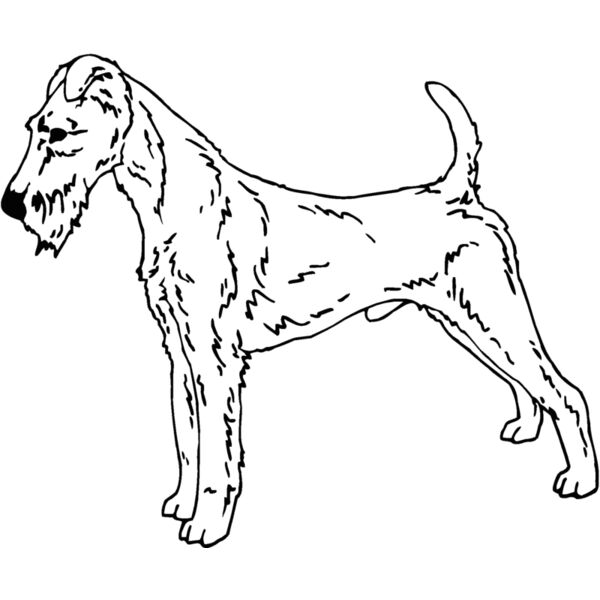 irish terrier Thumbnail