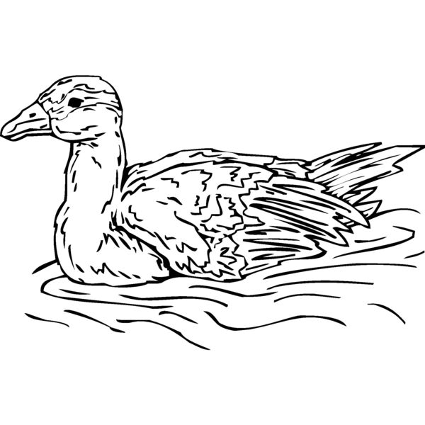 duck3 Thumbnail