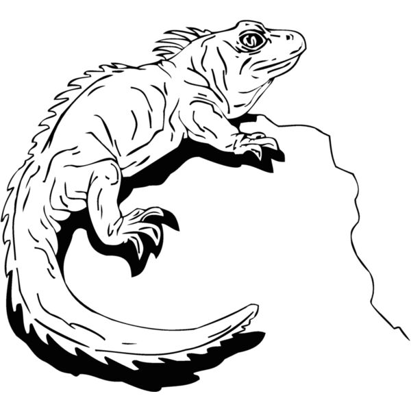 iguana Thumbnail