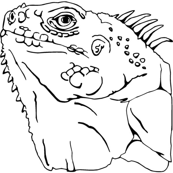 iguana 02 Thumbnail
