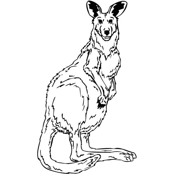 kangaroo2 Thumbnail