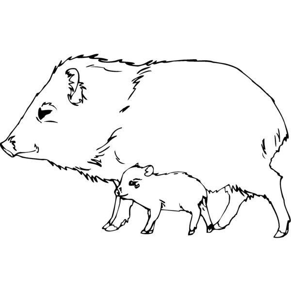 collaredpeccary Thumbnail
