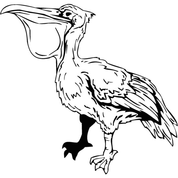 pelican Thumbnail