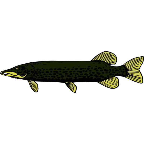 fish northernpike2 Thumbnail