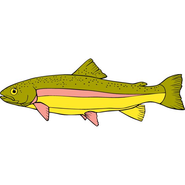 fish rainbowtrout Thumbnail