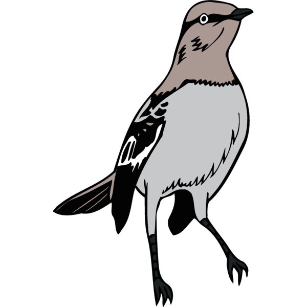 arkansasmockingbird1 Thumbnail